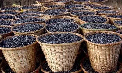 Açaí