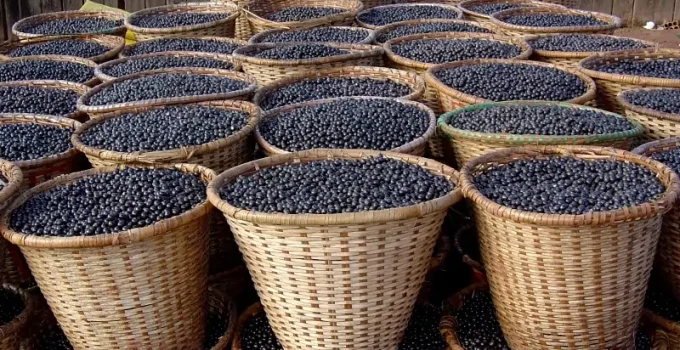 Açaí