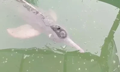 morre-boto-cor-de-rosa-resgatado-em-canal-no-bairro-do-marco-em-belm-dcba8v04p