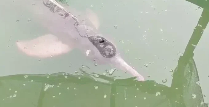 morre-boto-cor-de-rosa-resgatado-em-canal-no-bairro-do-marco-em-belm-dcba8v04p