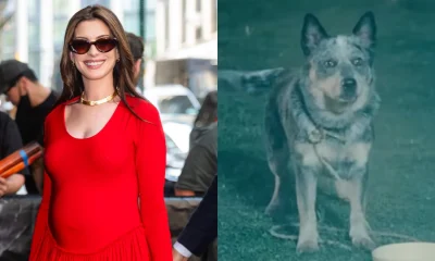 Anne Hathaway defende +18 para filmes com morte de cachorros; saiba o motivo