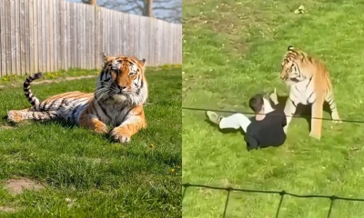 Homem morre após pular em recinto de tigre no Reino Unido; animal não será sacrificado
