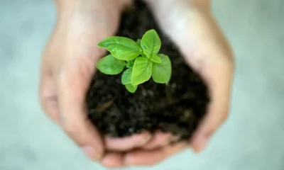 Sustentabilidade: Por que focar apenas no "verde" é um erro elegante que custa caro?
