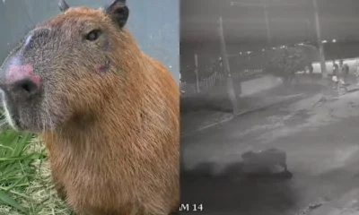 Capivara Agressão RJ: Veterinário Atualiza Estado de Saúde de Animal Espancado por 8 Pessoas na Ilha do Governador; Testemunha Revela Detalhe Chocante