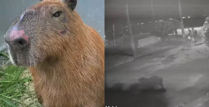 Capivara Agressão RJ: Veterinário Atualiza Estado de Saúde de Animal Espancado por 8 Pessoas na Ilha do Governador; Testemunha Revela Detalhe Chocante