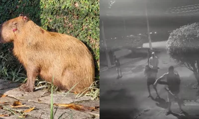 Capivara Espancada no RJ: Homens Multados em R$ 160 Mil Sob Novo Decreto "Cão Orelha" pelo Ibama