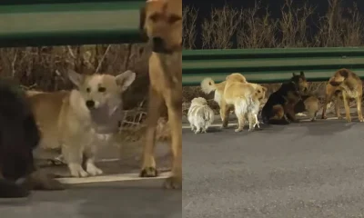 Cachorros Famosos: Sete Cães Roubados Escapam e Viajam 17km para Voltar para Casa, Viralizam na China