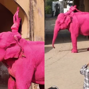 Elefante pintado de rosa na Índia: Ensaio fotográfico viraliza e gera investigação após críticas de ativistas de direitos dos animais