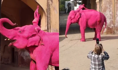 Elefante pintado de rosa na Índia: Ensaio fotográfico viraliza e gera investigação após críticas de ativistas de direitos dos animais