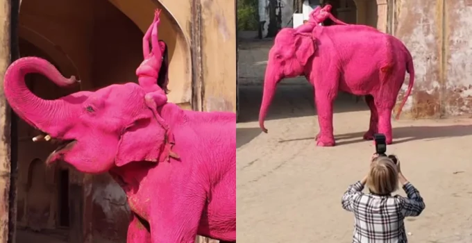 Elefante pintado de rosa na Índia: Ensaio fotográfico viraliza e gera investigação após críticas de ativistas de direitos dos animais