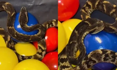 Jararaca em Piscina de Bolinhas Assusta Clientes de Restaurante em Suzano; VÍDEO Viraliza