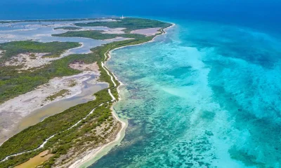 Amazônia Rosa: Descoberta Científica Revela 450 Novas Espécies Escondidas no Litoral Brasileiro, Comparável à Floresta Amazônica