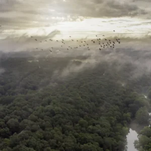 Geoglifos na Amazônia: Descobertas Revelam Civilização Gigante com Até 3 Milhões de Habitantes